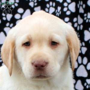 Lawrence, Yellow Labrador Retriever Puppy