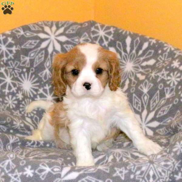 Leah, Cavalier King Charles Spaniel Puppy