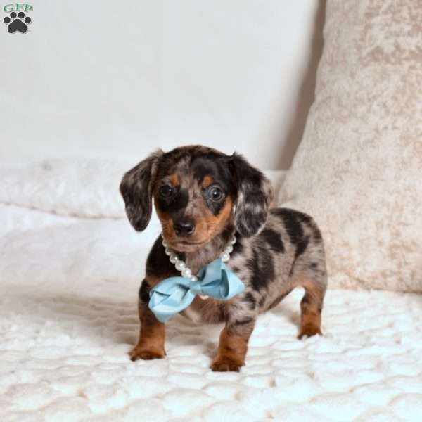 Legend, Dachshund Puppy