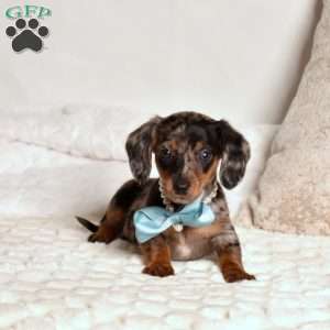 Legend, Dachshund Puppy