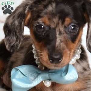 Legend, Dachshund Puppy