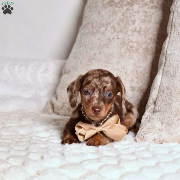 Lego, Dachshund Puppy