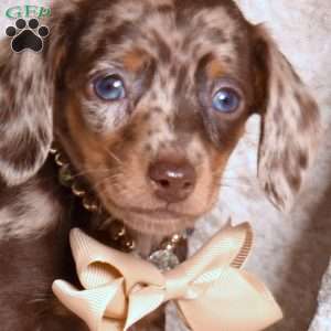 Lego, Dachshund Puppy