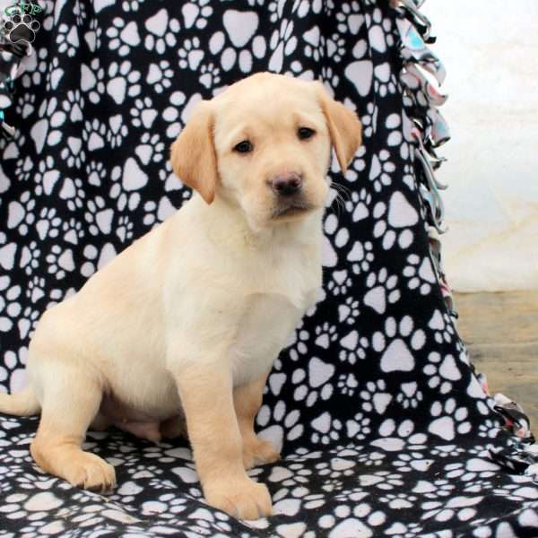 Lennox, Yellow Labrador Retriever Puppy