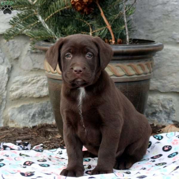 Lennox, Chocolate Labrador Retriever Puppy