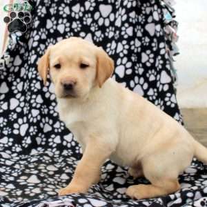 Lennox, Yellow Labrador Retriever Puppy