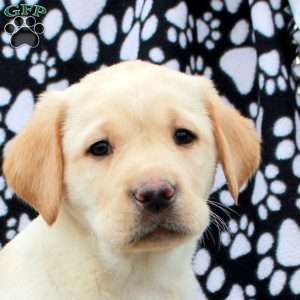 Lennox, Yellow Labrador Retriever Puppy