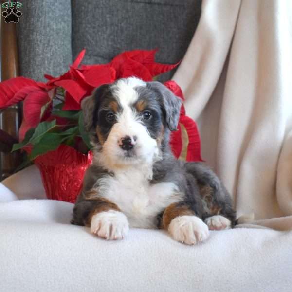 Leo, Mini Bernedoodle Puppy