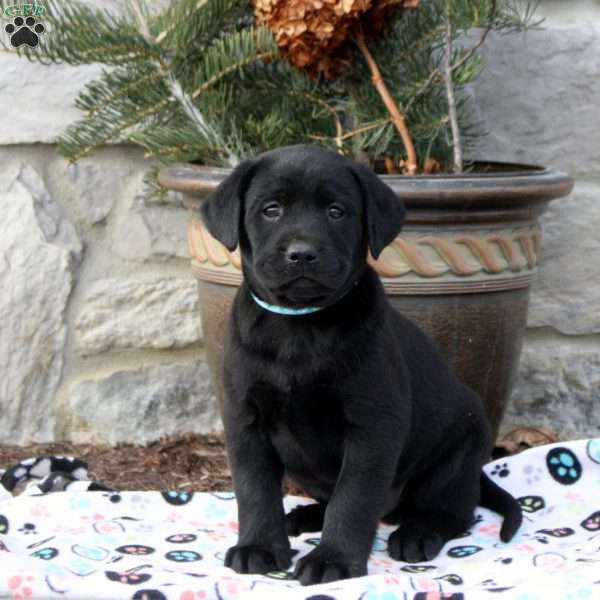 Leo, Black Labrador Retriever Puppy