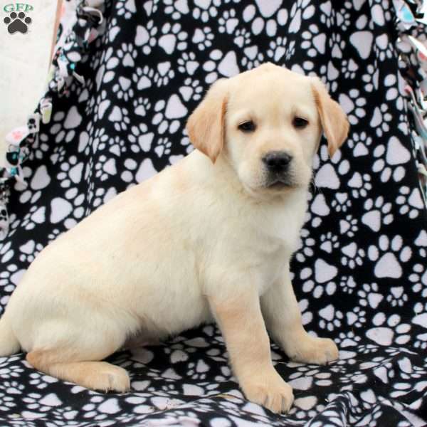 Leo, Yellow Labrador Retriever Puppy