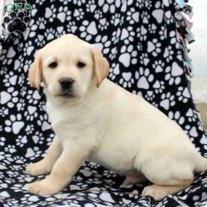 Leo, Yellow Labrador Retriever Puppy