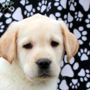 Leo, Yellow Labrador Retriever Puppy