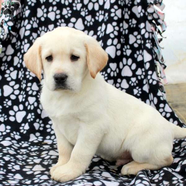 Levi, Yellow Labrador Retriever Puppy
