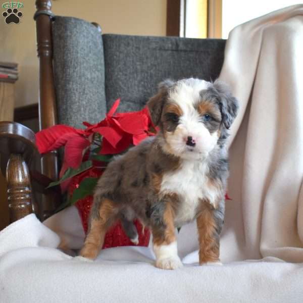 Levi, Mini Bernedoodle Puppy