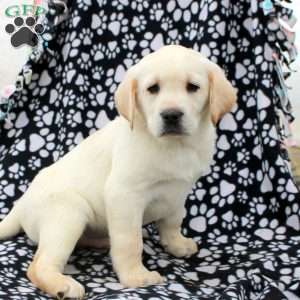 Levi, Yellow Labrador Retriever Puppy