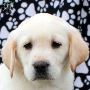 Levi, Yellow Labrador Retriever Puppy