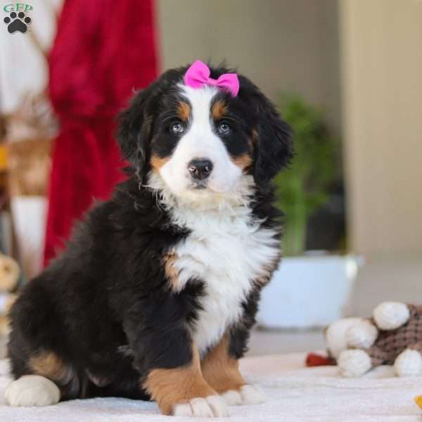 Lexi, Bernese Mountain Dog Puppy