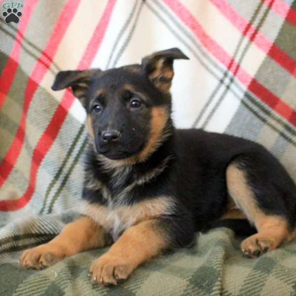 Lexi, German Shepherd Puppy