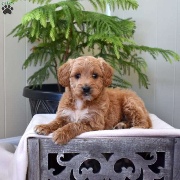 Lexi, Mini Goldendoodle Puppy