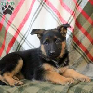 Lexi, German Shepherd Puppy