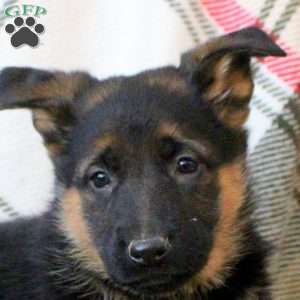 Lexi, German Shepherd Puppy