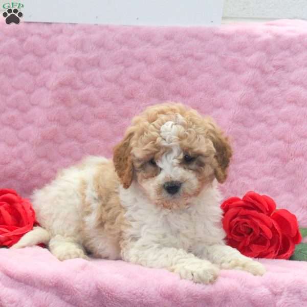 Liam, Miniature Poodle Mix Puppy