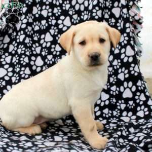 Liam, Yellow Labrador Retriever Puppy
