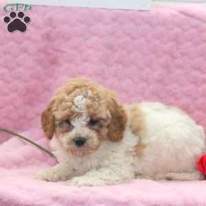 Liam, Miniature Poodle Mix Puppy