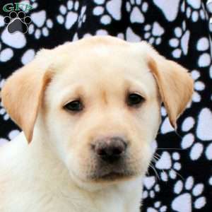 Liam, Yellow Labrador Retriever Puppy
