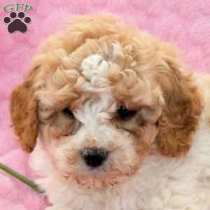 Liam, Miniature Poodle Mix Puppy