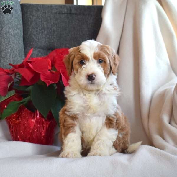 Liberty, Mini Bernedoodle Puppy