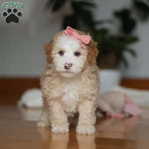 Lila, Sheepadoodle Puppy