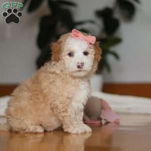 Lila, Sheepadoodle Puppy