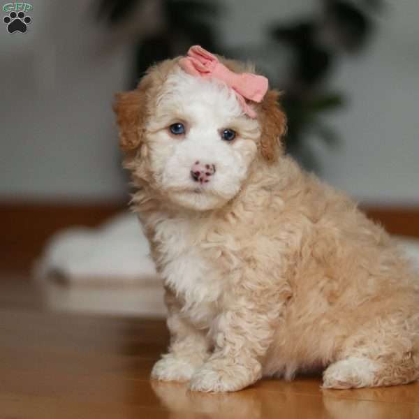 Lila, Sheepadoodle Puppy