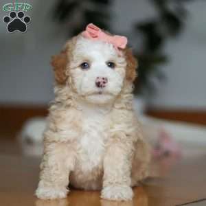 Lila, Sheepadoodle Puppy