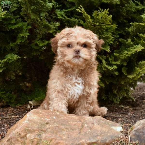 Lila, Teddy Bear Puppy