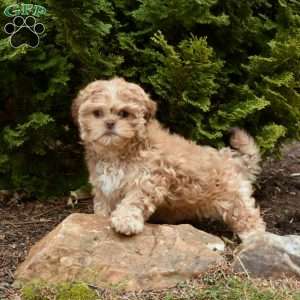 Lila, Teddy Bear Puppy