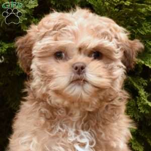 Lila, Teddy Bear Puppy