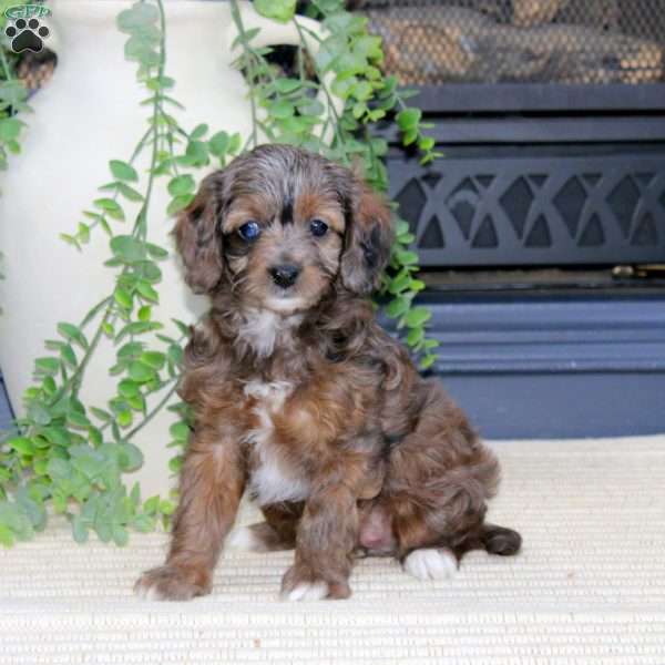 Lila-F1B, Cavapoo Puppy