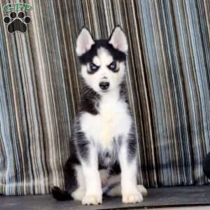 Lila, Siberian Husky Puppy