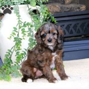 Lila-F1B, Cavapoo Puppy