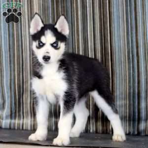 Lila, Siberian Husky Puppy