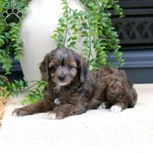 Lila-F1B, Cavapoo Puppy
