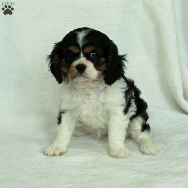 Lilly, Cavalier King Charles Spaniel Puppy