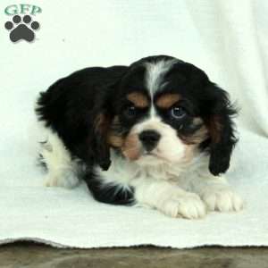 Lilly, Cavalier King Charles Spaniel Puppy