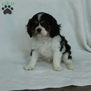 Lilly, Cavalier King Charles Spaniel Puppy