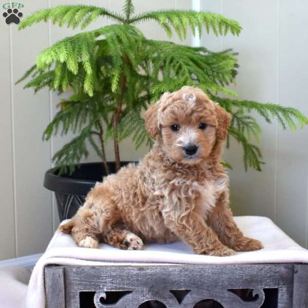 Lilo, Mini Goldendoodle Puppy