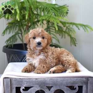 Lilo, Mini Goldendoodle Puppy