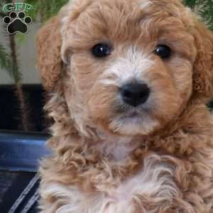 Lilo, Mini Goldendoodle Puppy