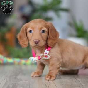 Lily, Dachshund Puppy